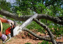 Trusted Stigler, OK Tree Services Experts