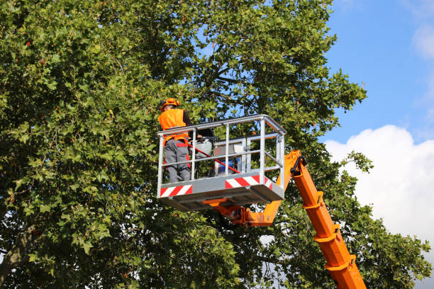 Best Tree Preservation Services  in Stigler, OK