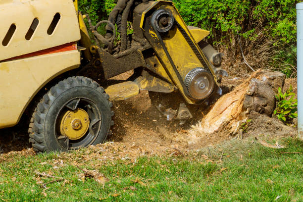 Best Sod Installation  in Stigler, OK