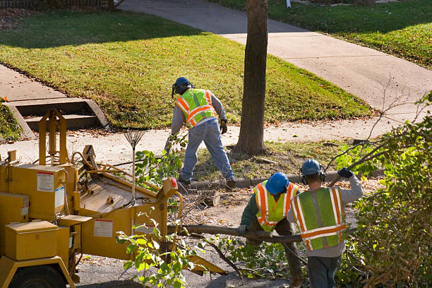 Best Tree Maintenance Programs  in Stigler, OK