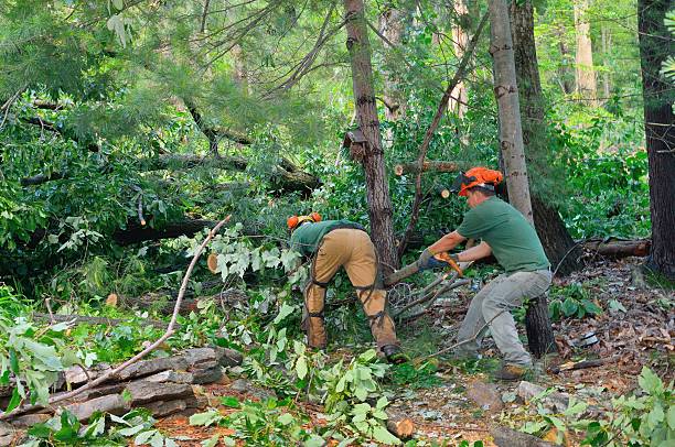 Best Seasonal Cleanup (Spring/Fall)  in Stigler, OK