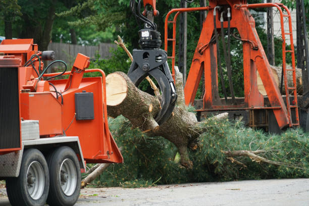 Best Tree and Shrub Care  in Stigler, OK