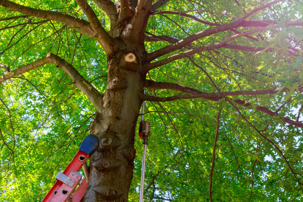 Best Arborist Consultation Services  in Stigler, OK